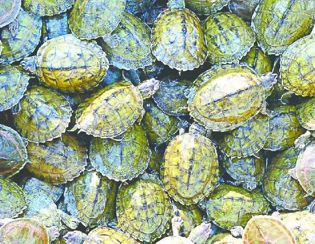 414 children of turtles opened eyes in artificial nests