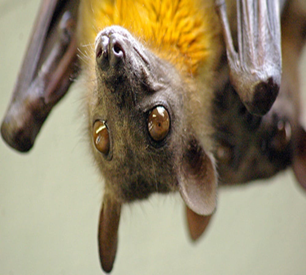 research on bats to save world from next pandemic