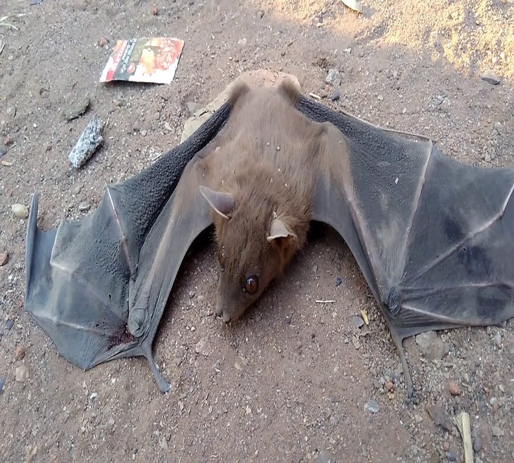 Here is the reason Why bats Hang on trees 