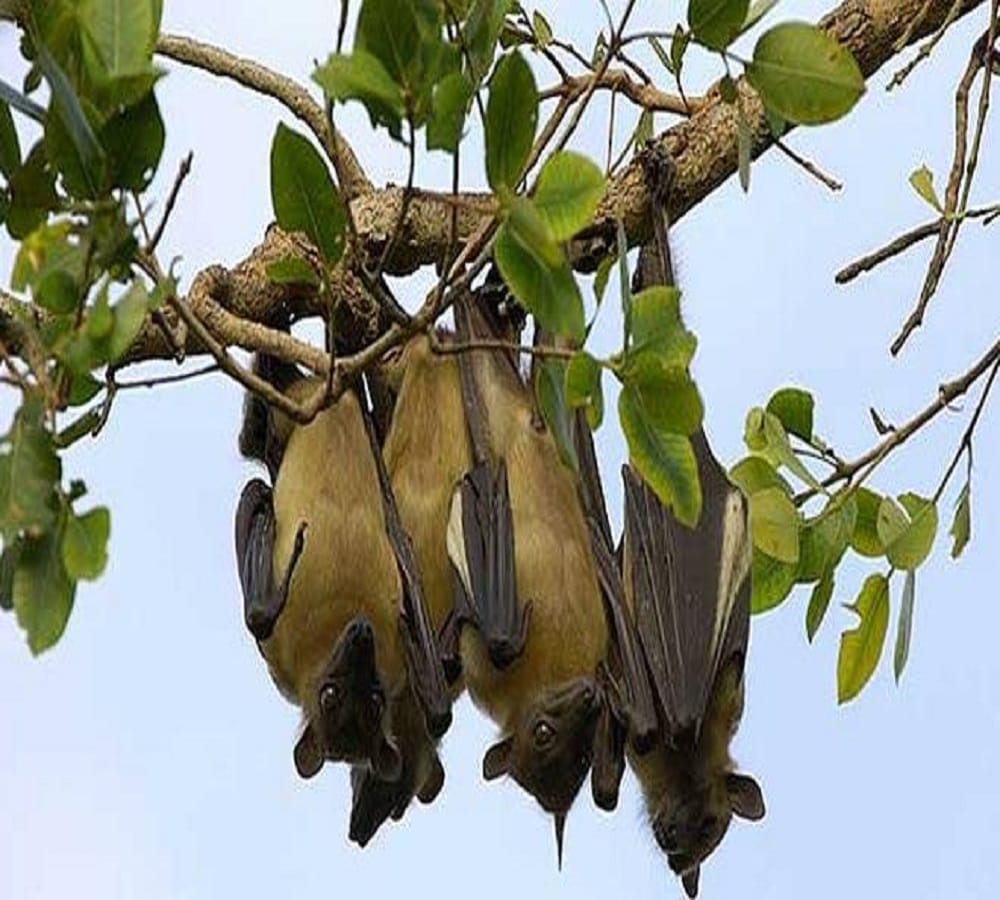 Here is the reason Why bats Hang on trees 