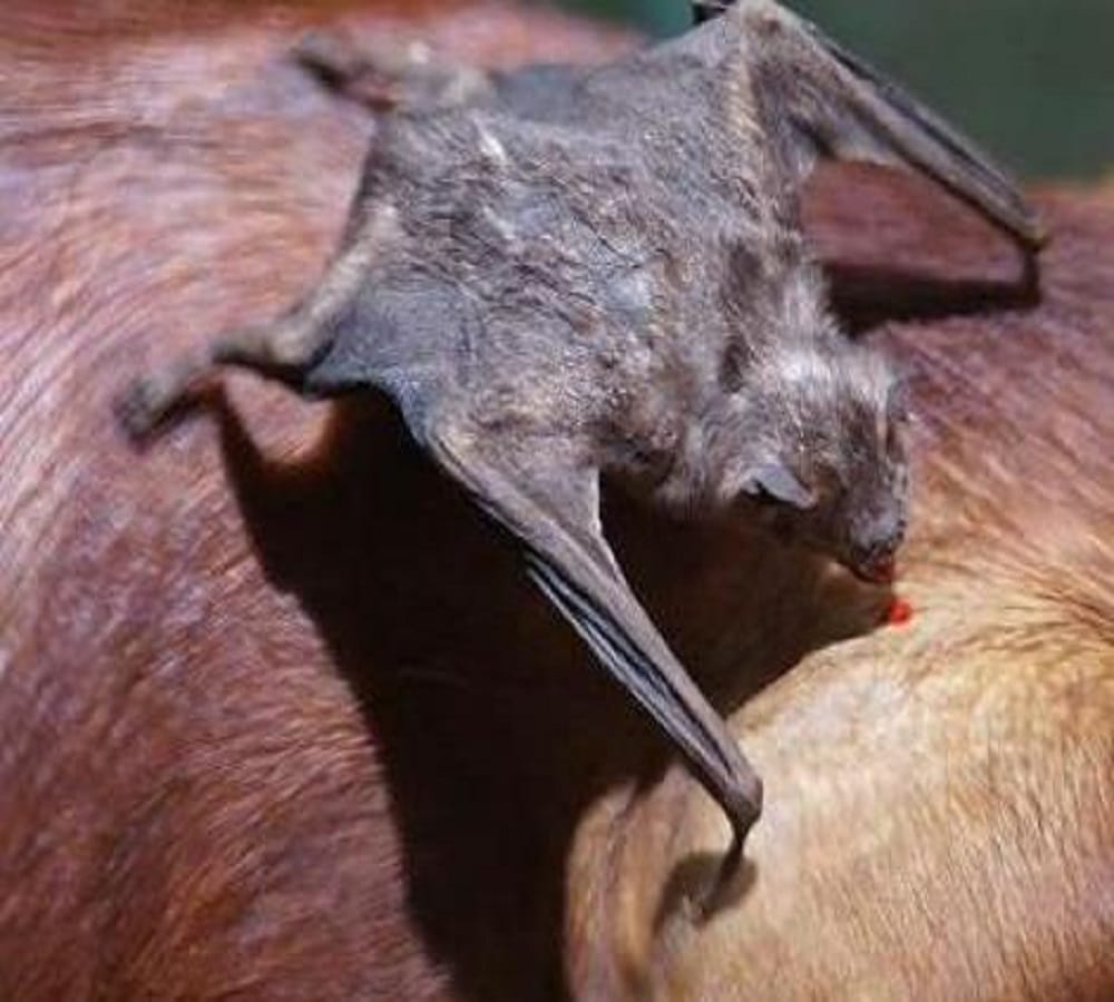 Here is the reason Why bats Hang on trees 