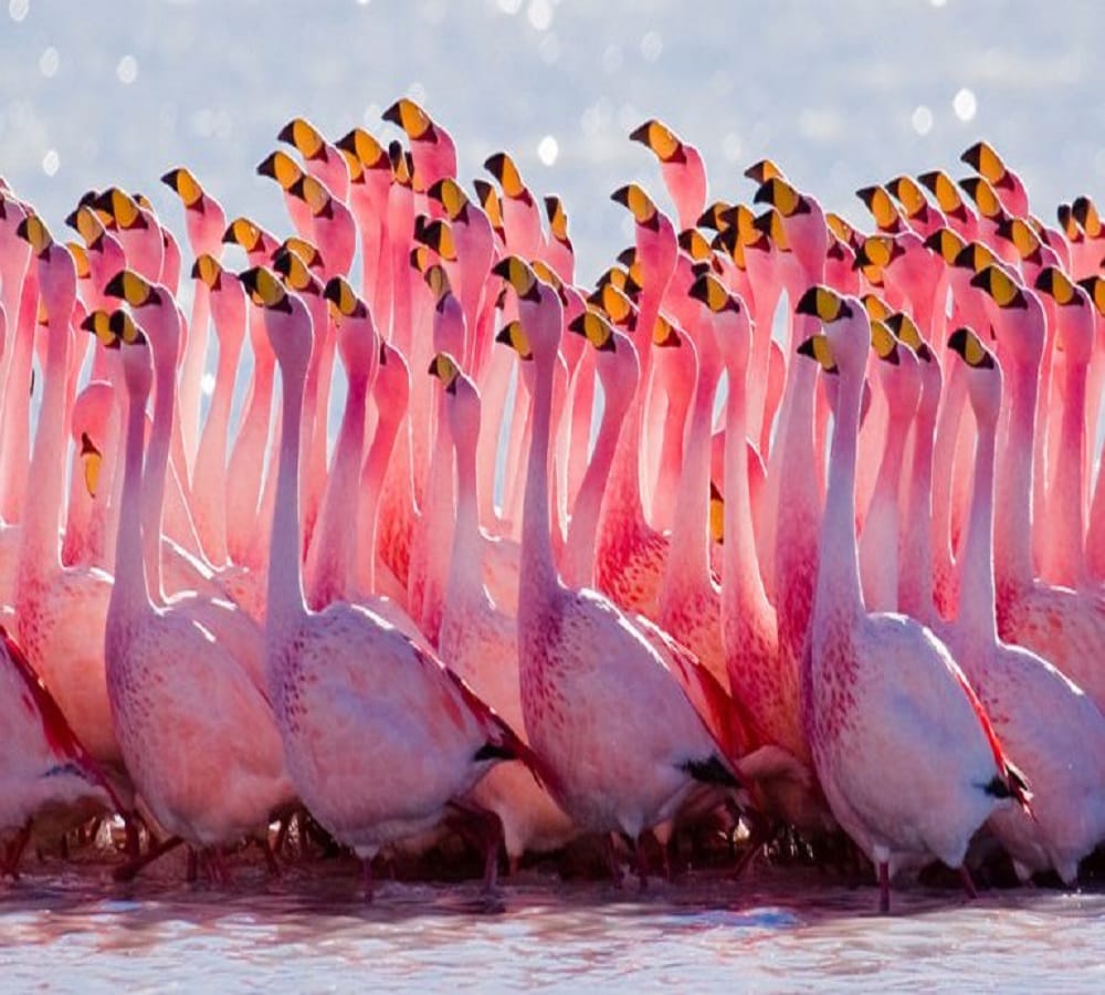 Why are flamingo pink is there any Science behind this