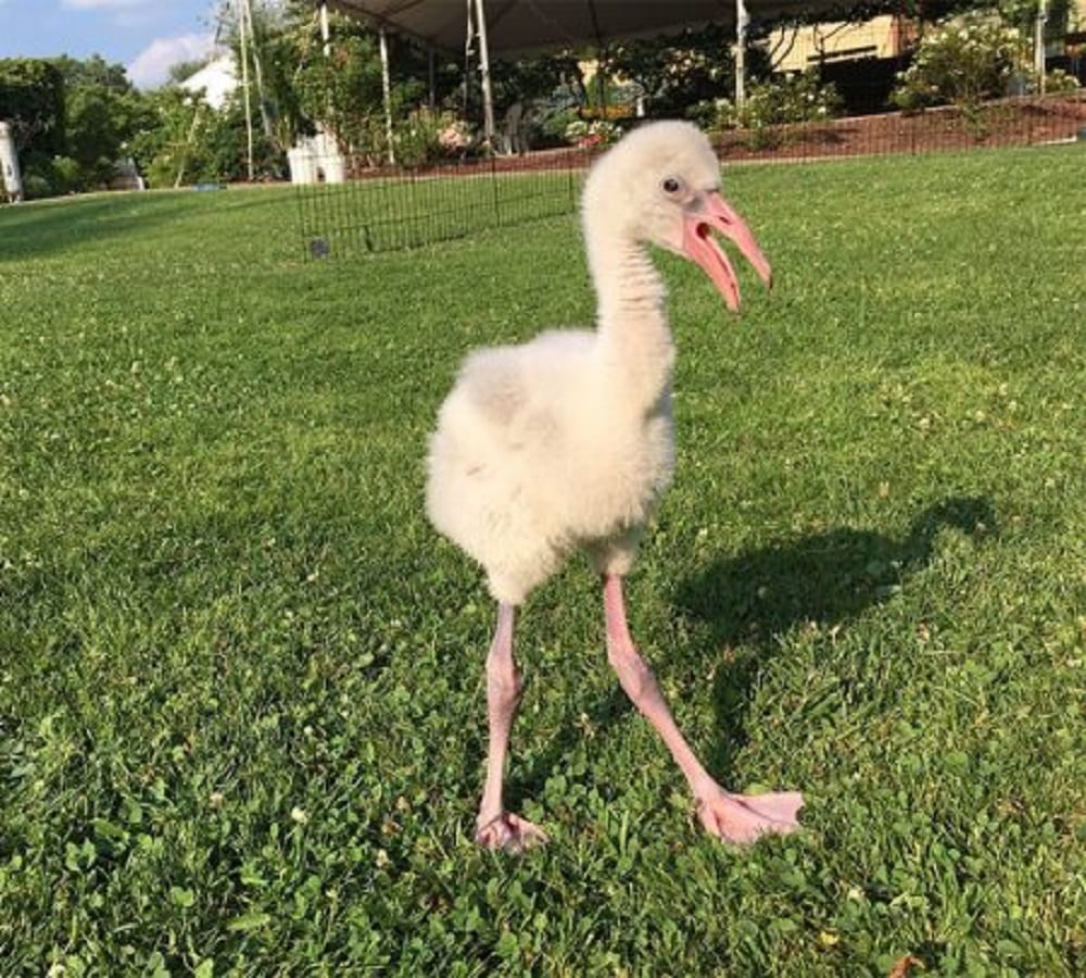 Why are flamingo pink is there any Science behind this