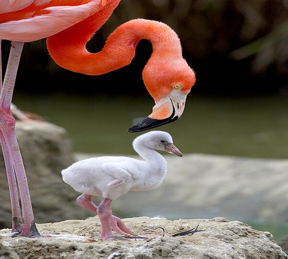 Why are flamingo pink is there any Science behind this