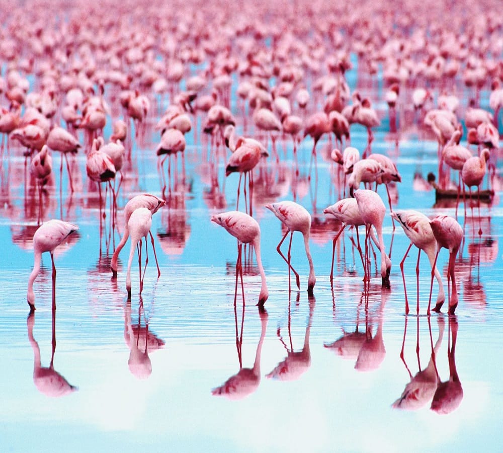 Why are flamingo pink is there any Science behind this