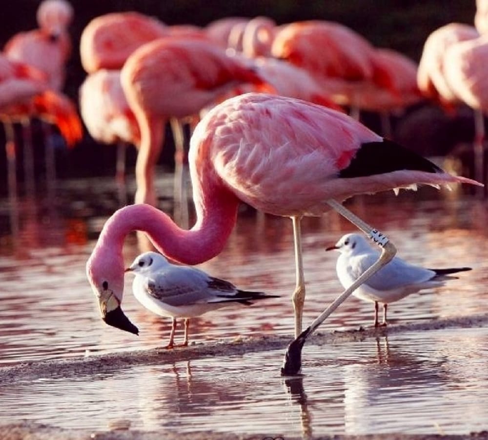 Why are flamingo pink is there any Science behind this