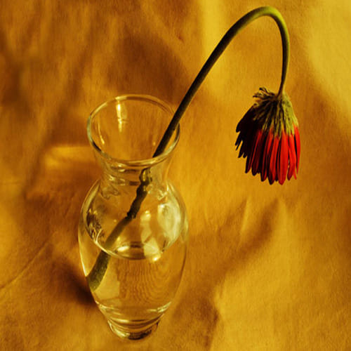 never keep withered flowers in home according to feng shui