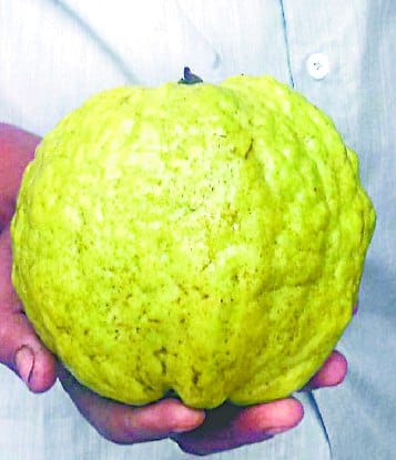Unique guava came in Dellapir mandi of Bareilly