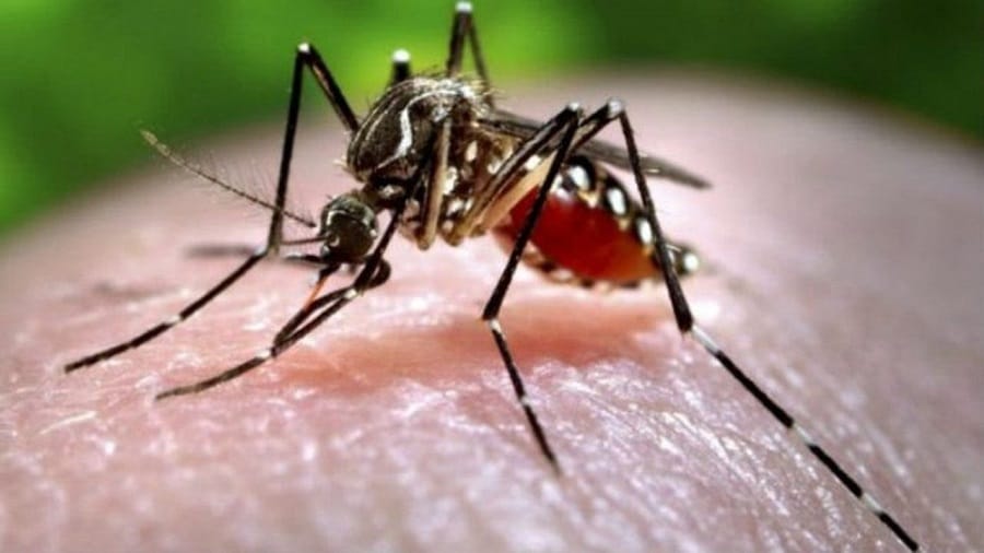 Why Chikungunya is called chikungunya?