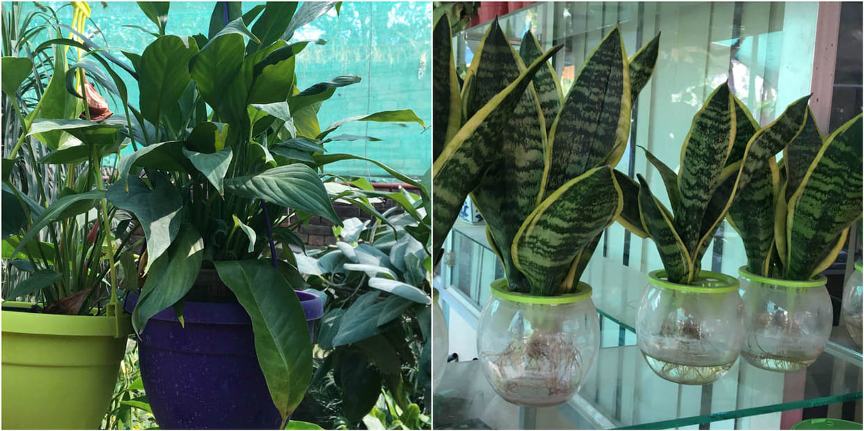 These-plants planted in house for fresh air against smog