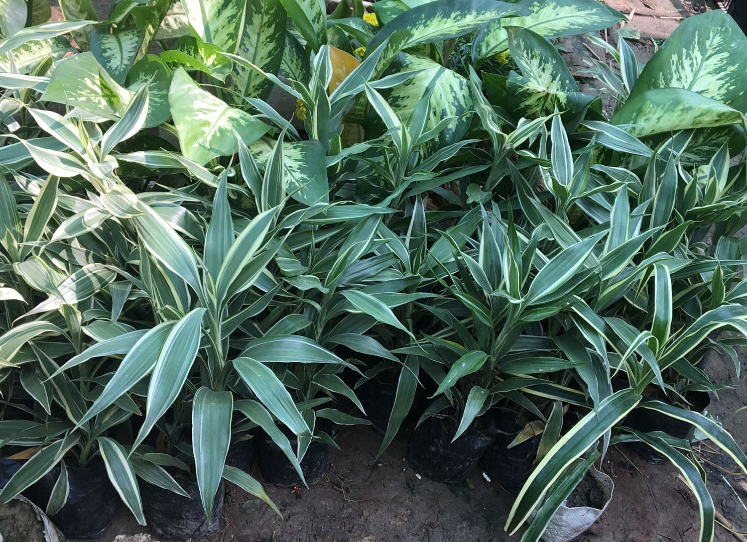These-plants planted in house for fresh air against smog