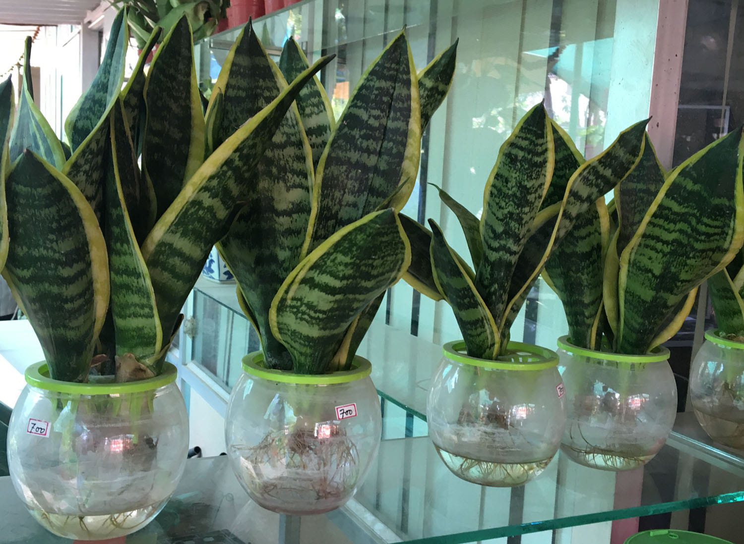 These-plants planted in house for fresh air against smog
