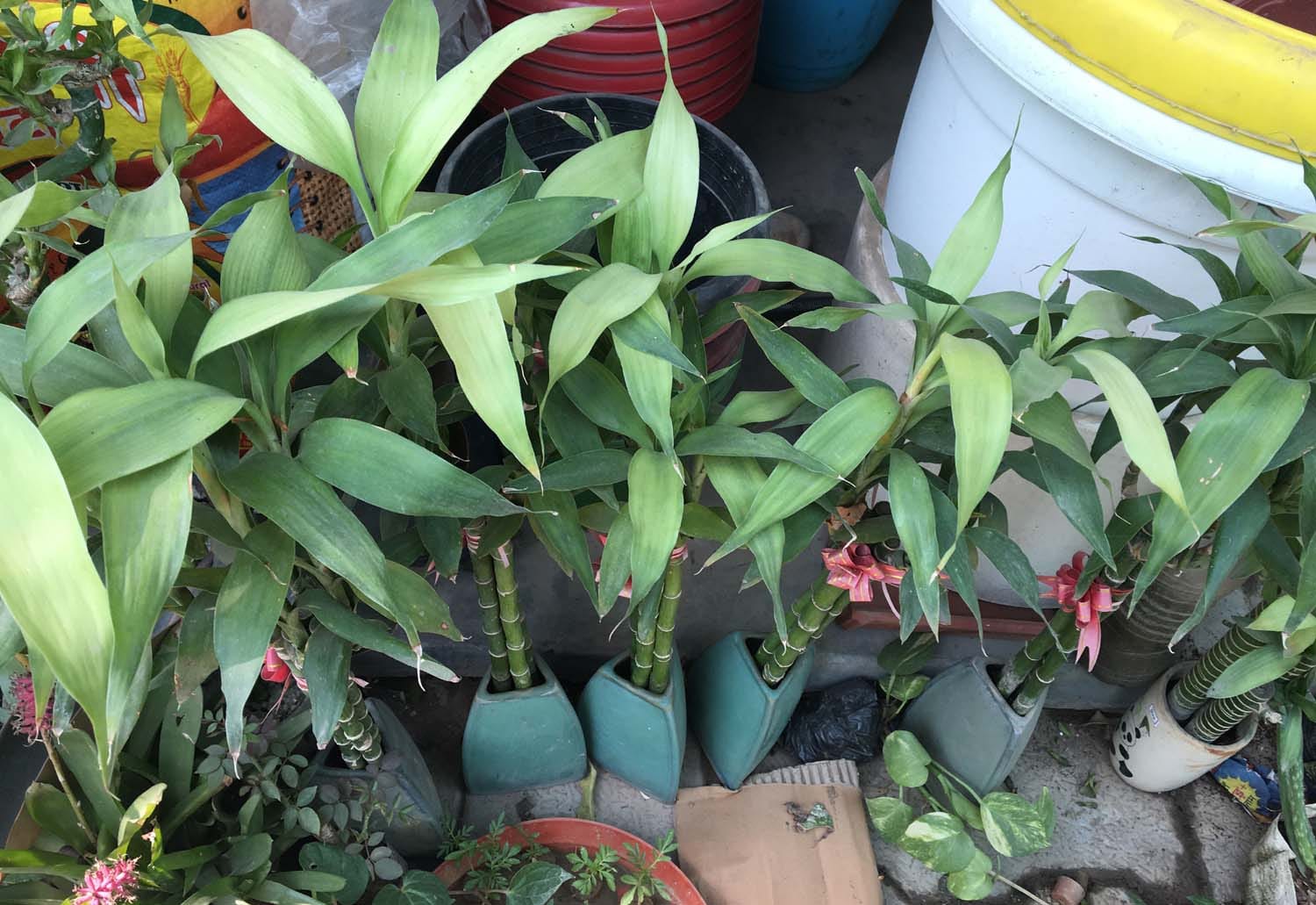 These-plants planted in house for fresh air against smog