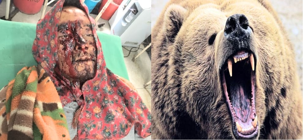 bear attacked two person in rampur bushahr shimla