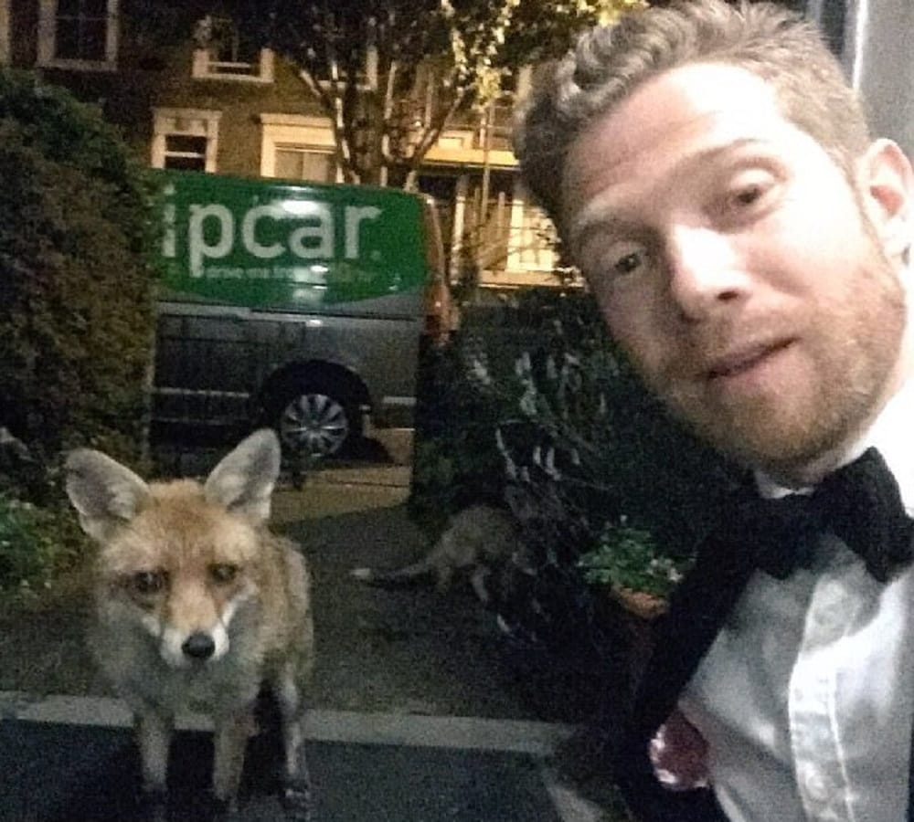 know why the world followed this fox on twitter