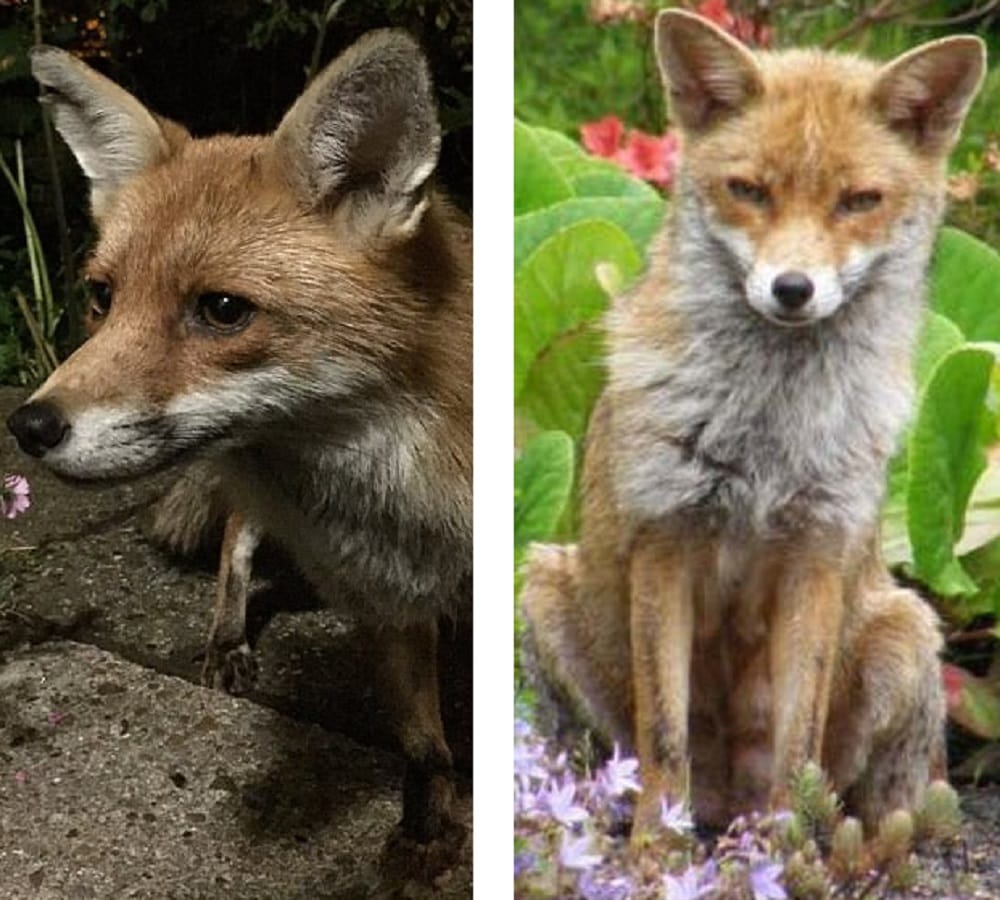 know why the world followed this fox on twitter