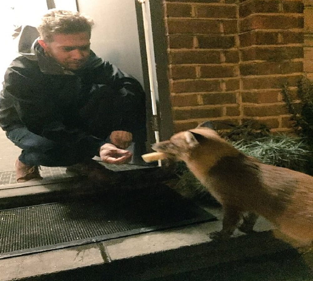 know why the world followed this fox on twitter