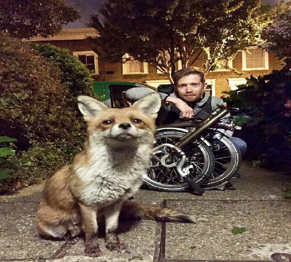 know why the world followed this fox on twitter
