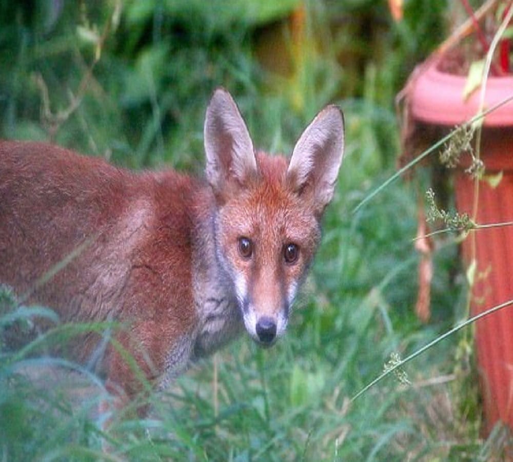 know why the world followed this fox on twitter