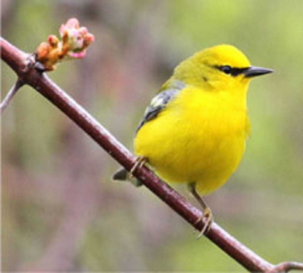 How do the birds and animals know the coming catastrophe