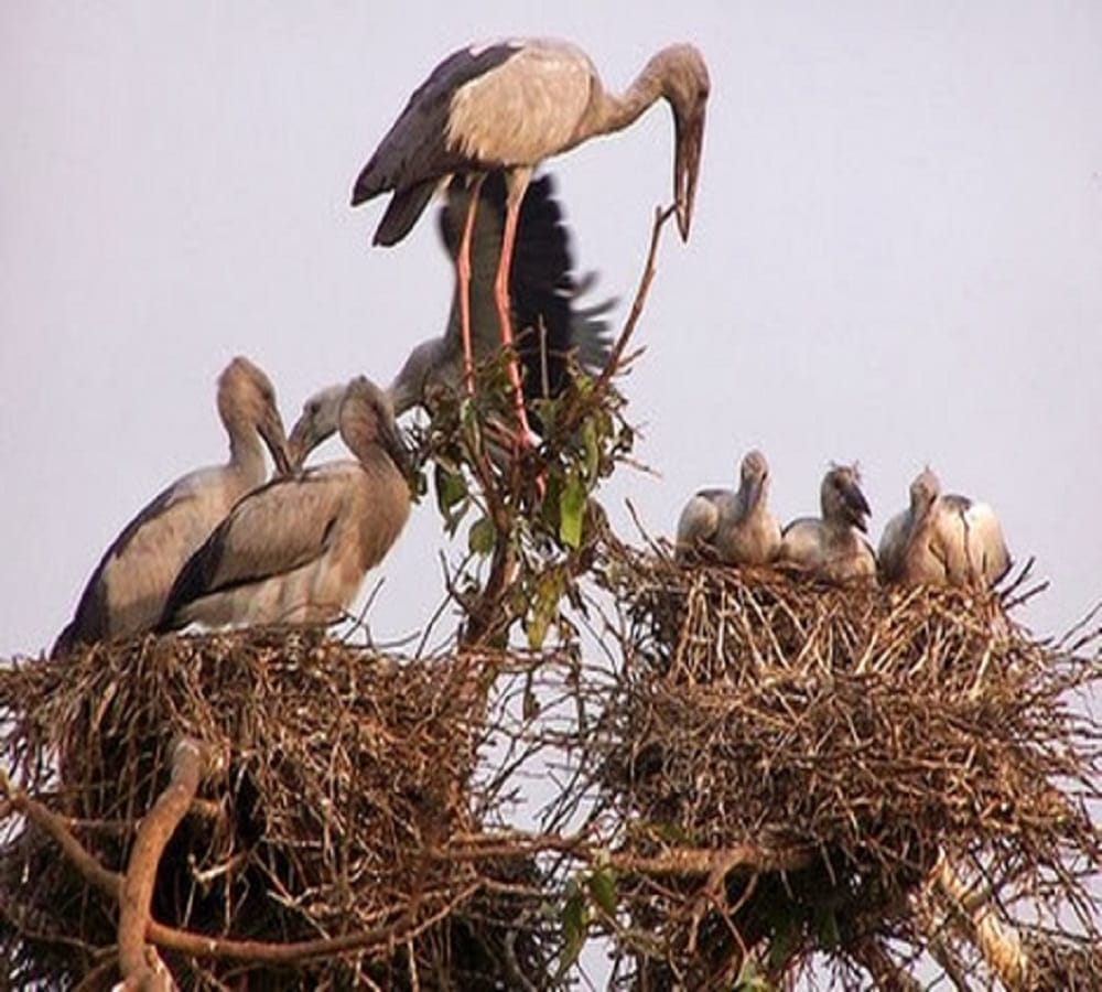How do the birds and animals know the coming catastrophe