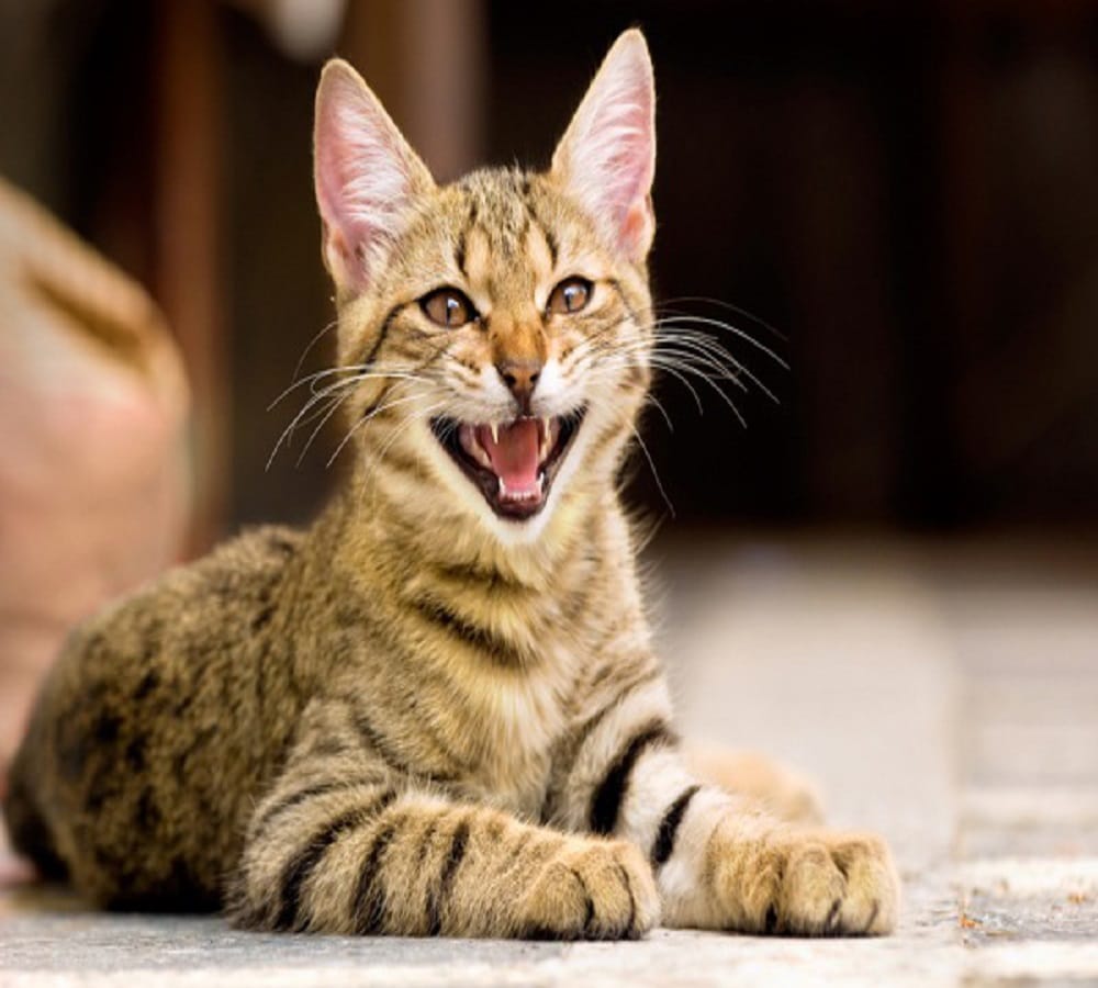 How do the birds and animals know the coming catastrophe