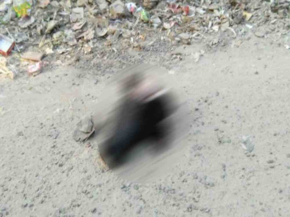  Cow dynasty chopped head found in lohaghat