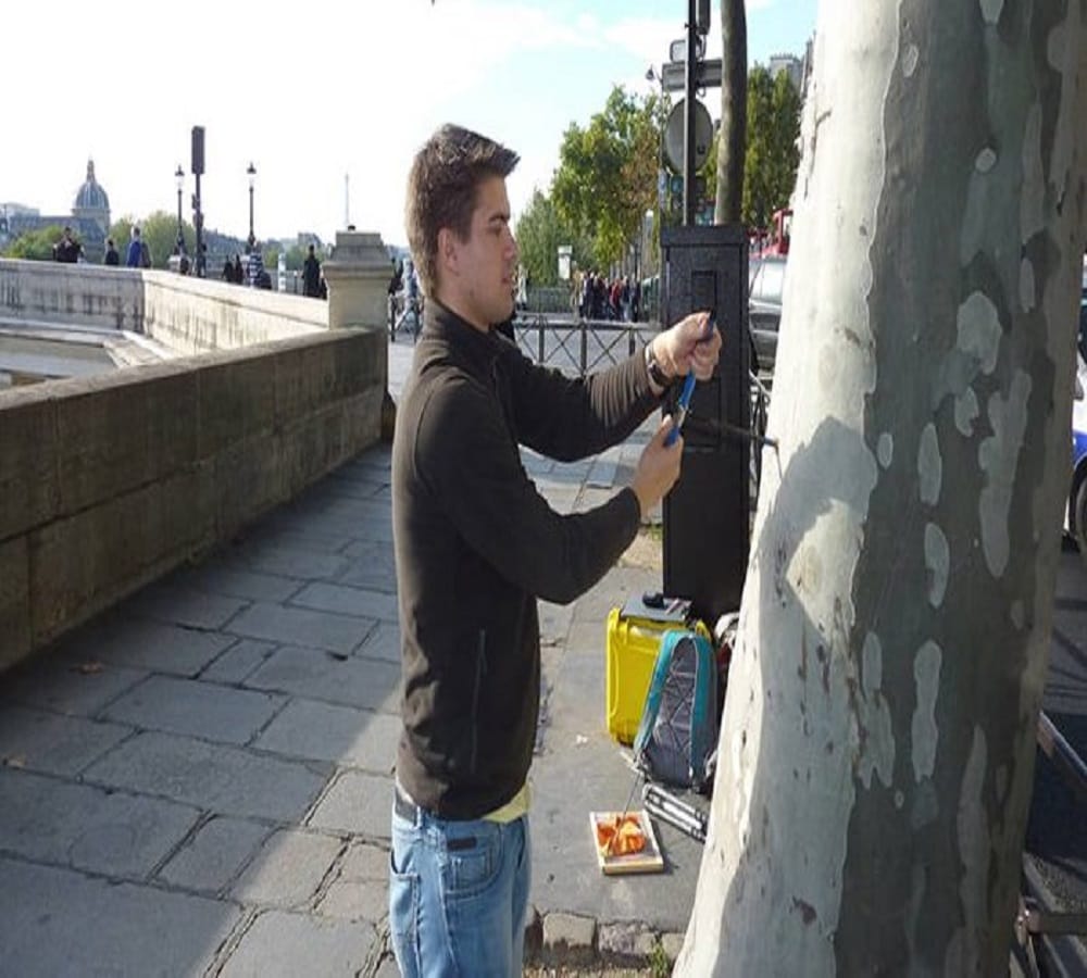 Trees in Some Cities Grow Faster Than in The Wild