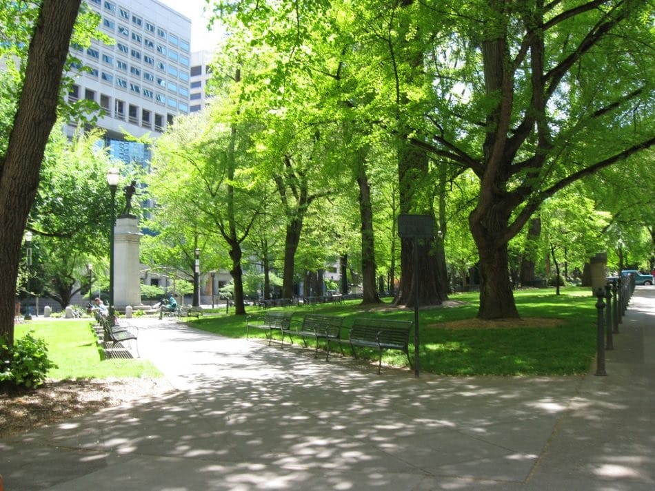 Trees in Some Cities Grow Faster Than in The Wild