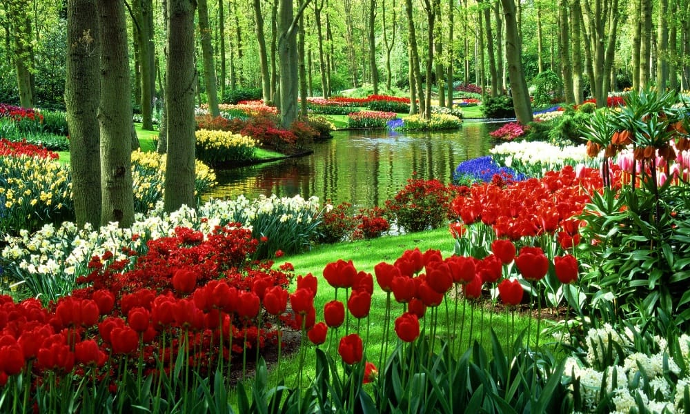 according to vastu shastra these plant in the house are auspicious