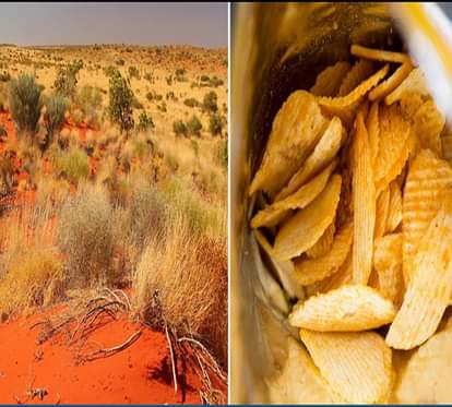 chips taste grass found in australia 