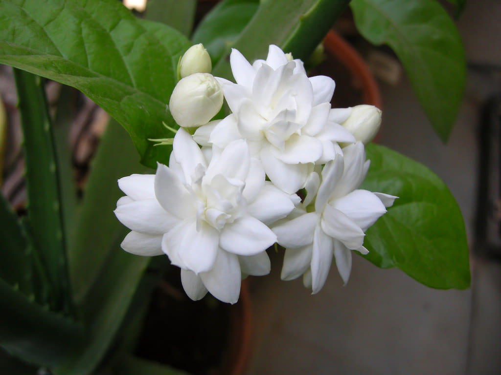 according to vastu shastra these plant in the house are auspicious