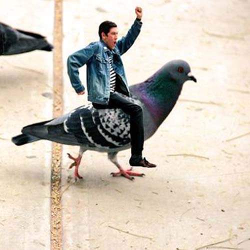 know means of your dream if you saw pigeon