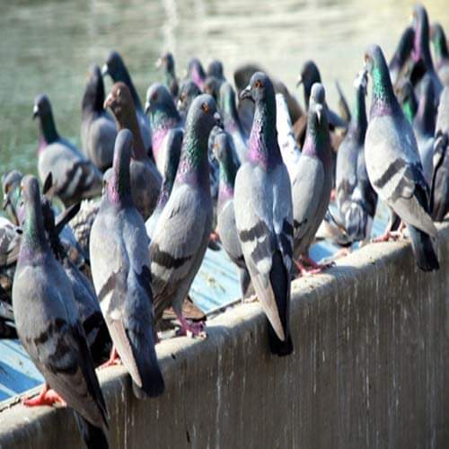 know means of your dream if you saw pigeon