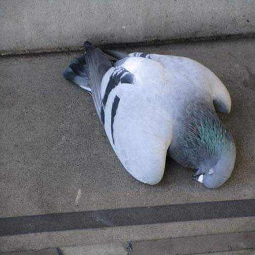 know means of your dream if you saw pigeon