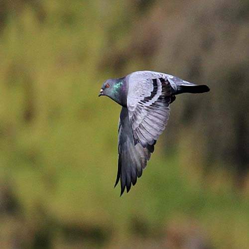 know means of your dream if you saw pigeon