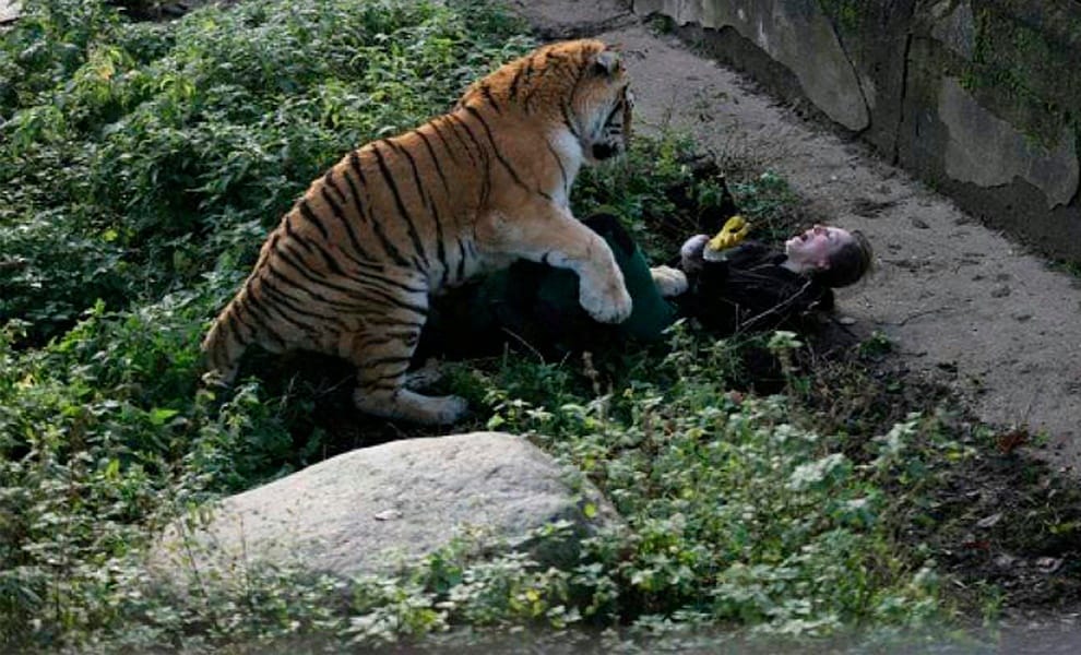 Russian Zookeeper Speaks Out About Terrifying Moment a Siberian Tiger Mauled Her