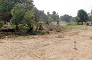 cutting tree in lalitpur