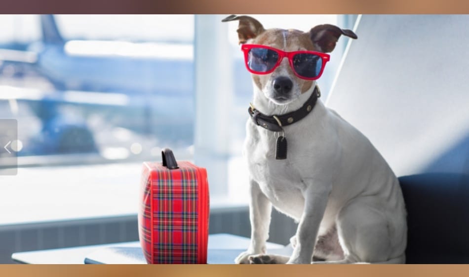 view photos of india's first pet dog five star hotel critterati