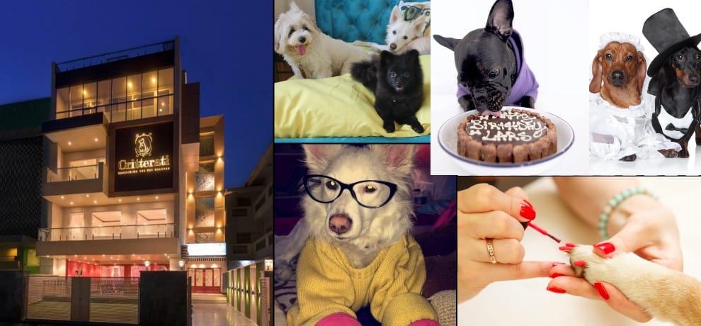 view photos of india's first pet dog five star hotel critterati