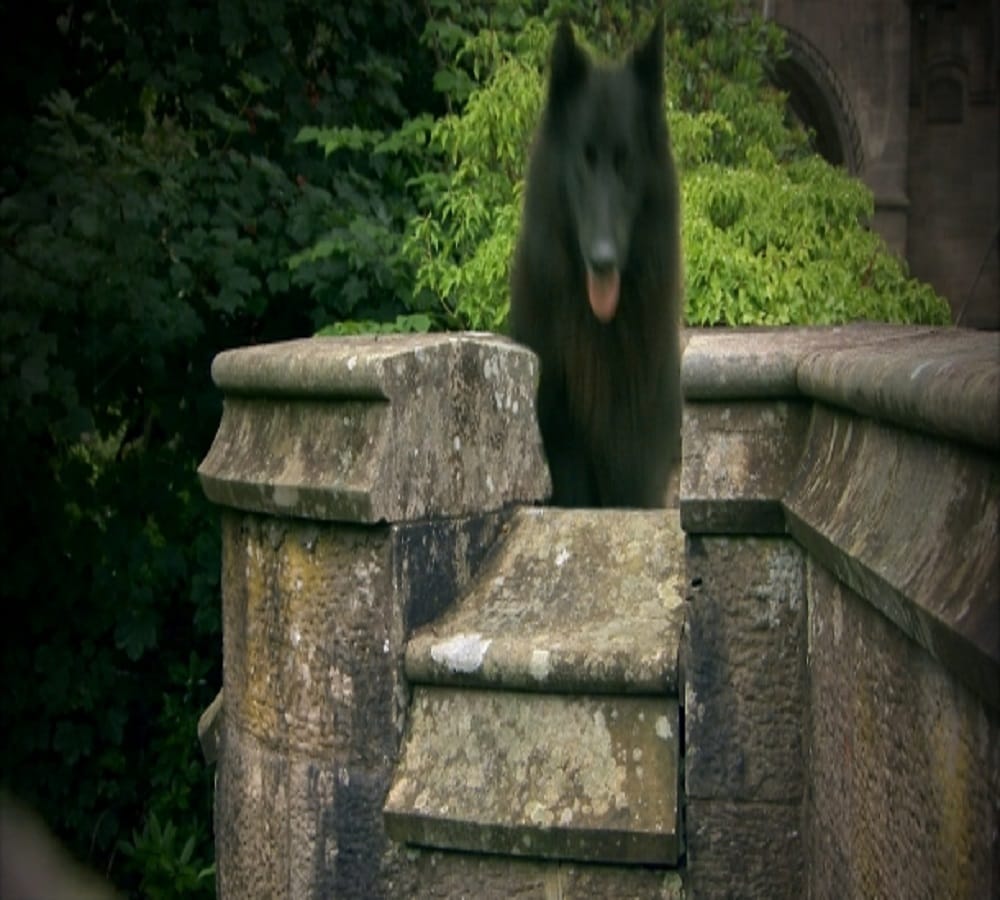 This bridge known as Dogs suicide point