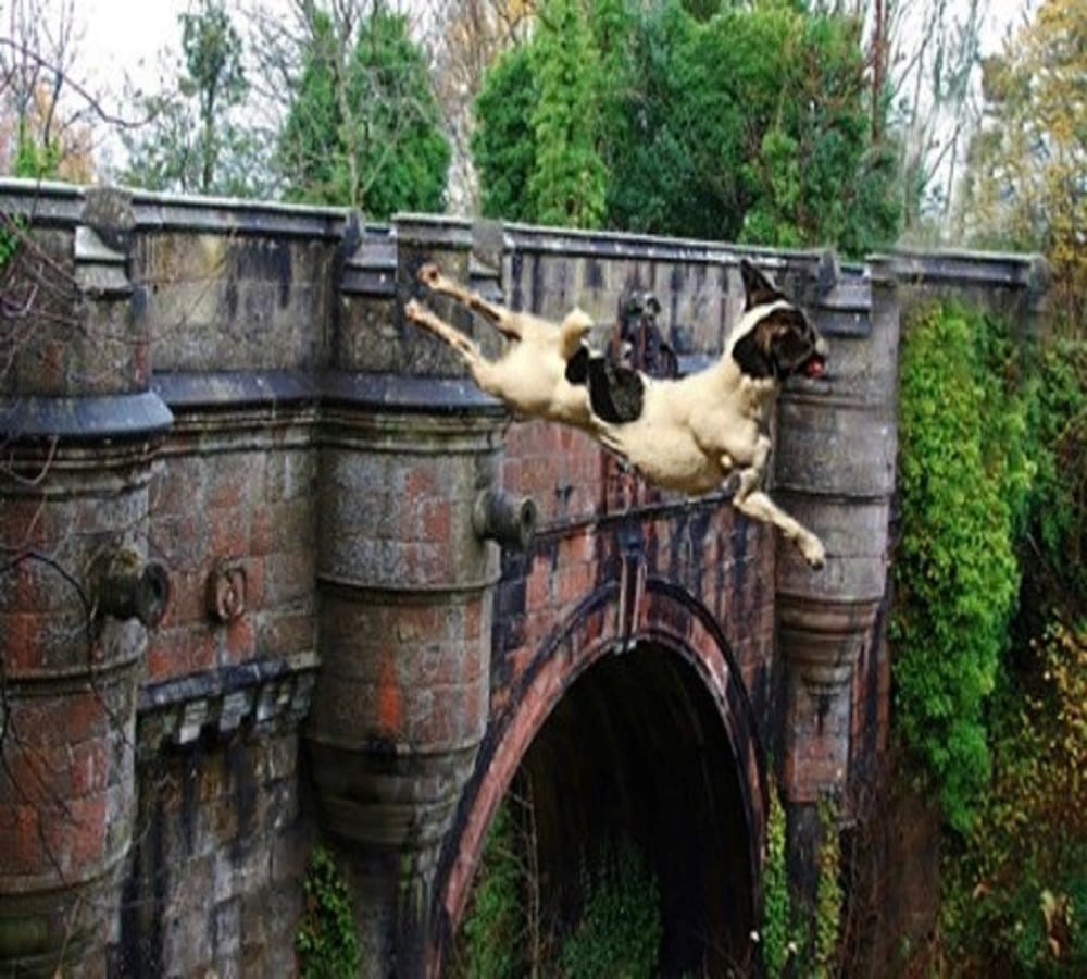This bridge known as Dogs suicide point