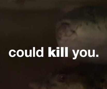 you could die on Smallest mistake in preparing this dish 