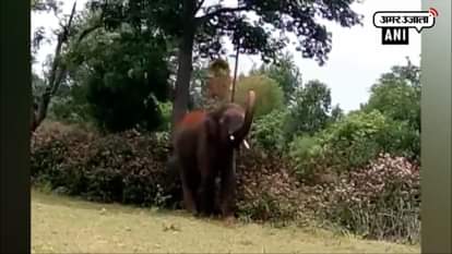 Elephant strays into village, injures villagers, forest guards