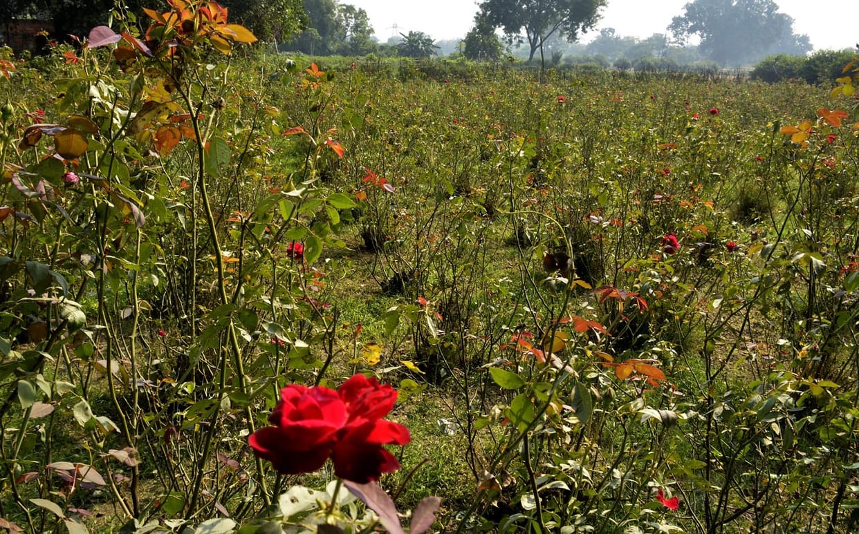 flower farming in huge level in varanasi