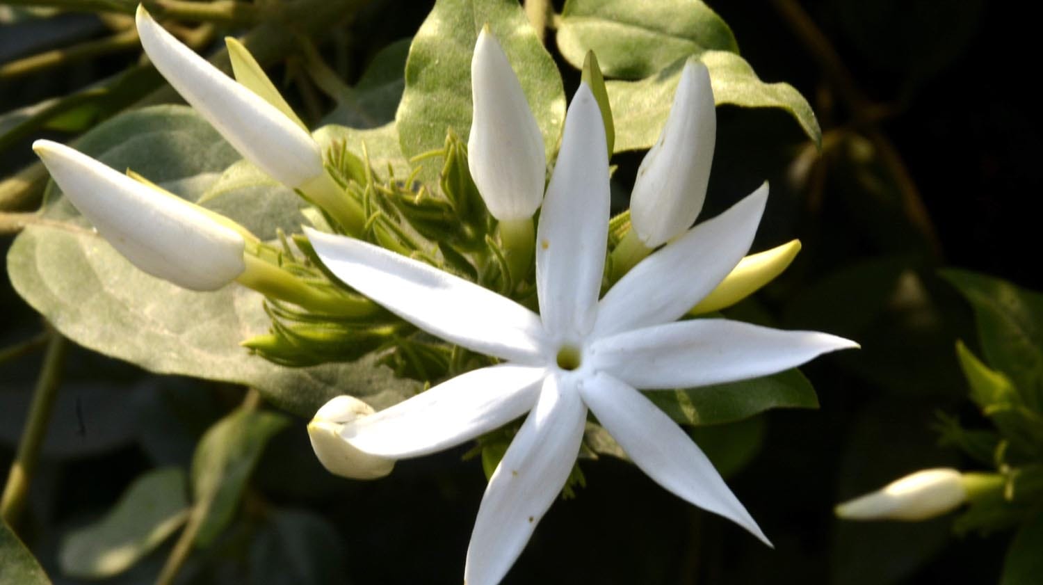 flower farming in huge level in varanasi