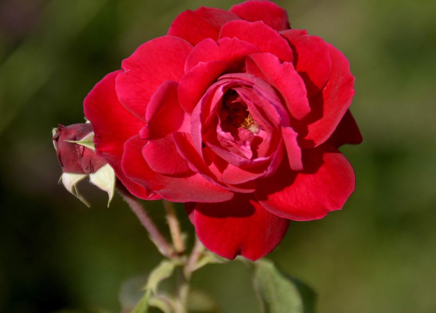 flower farming in huge level in varanasi