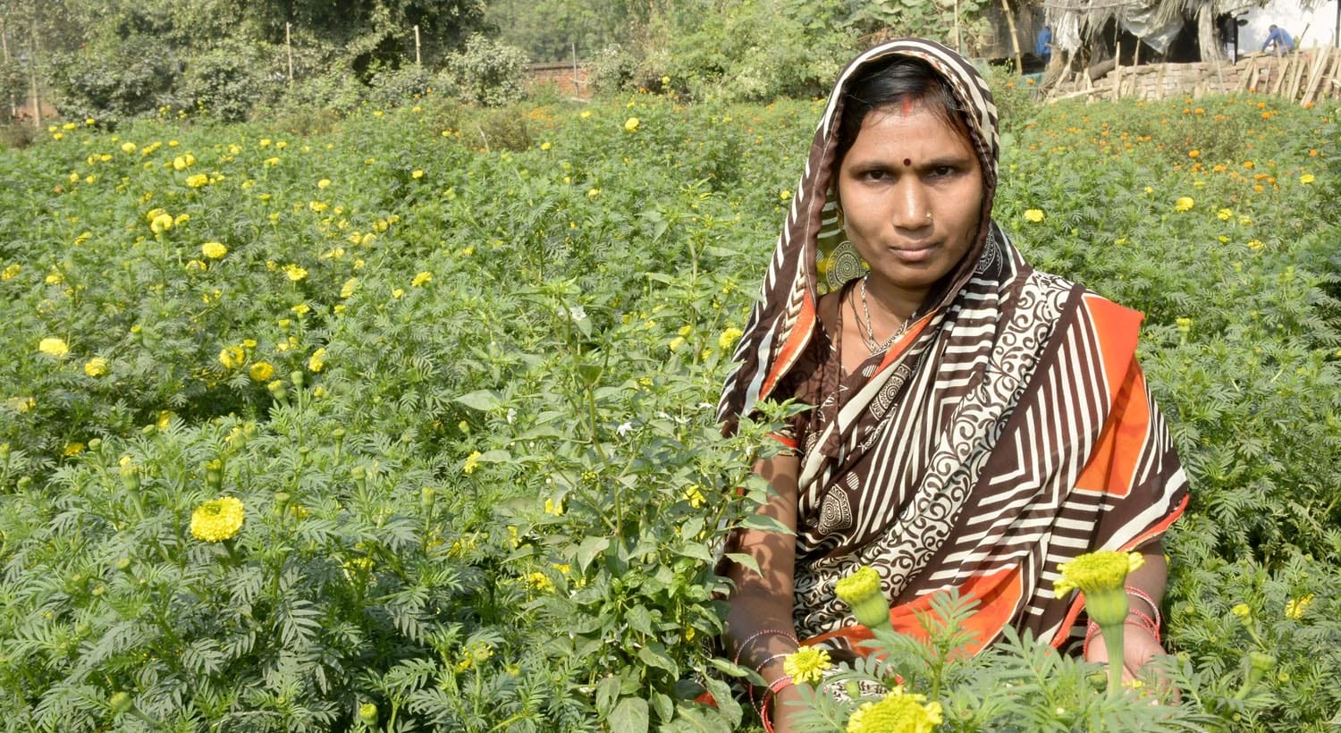 flower farming in huge level in varanasi