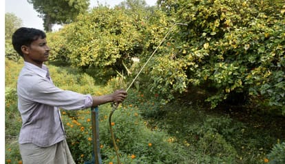 genetically modified crops biti cotton and bt brinjal issue in india