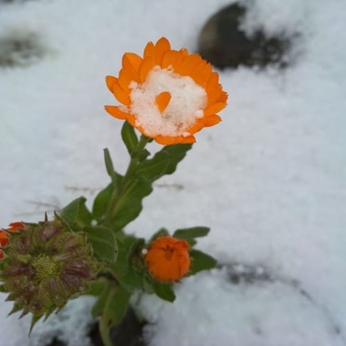 Jammu-Kashmir, himachal pradesh and uttarakhand experienced heavy snowfall, change climate  